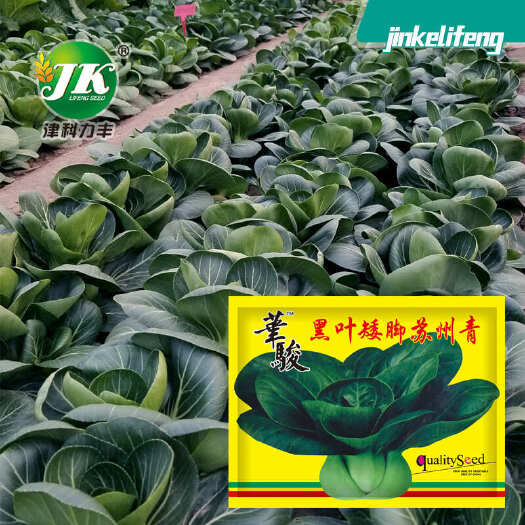 合肥矮脚苏州青种子叶梗肥厚黑油亮上海青耐寒四季种植种子