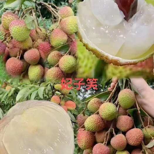 廉江市廉江市良垌镇，妃子笑