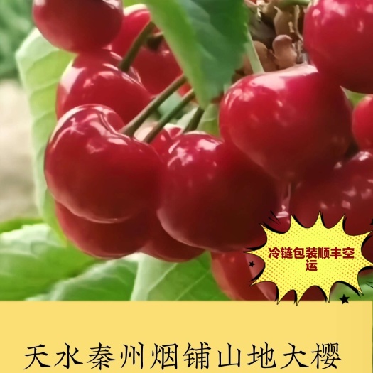 天水车厘子  天水秦州烟铺基地产山地大樱桃个大非常甜，现摘现发，