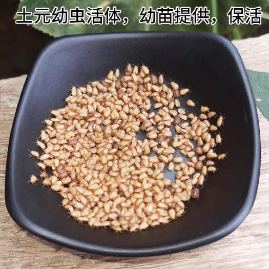  中华土元