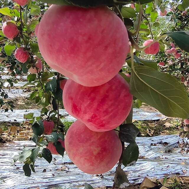 山東紅富士蘋果 新鮮水果清甜