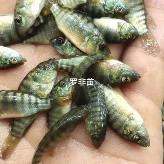 高州市泰国杂交宝路快大种罗非鱼苗