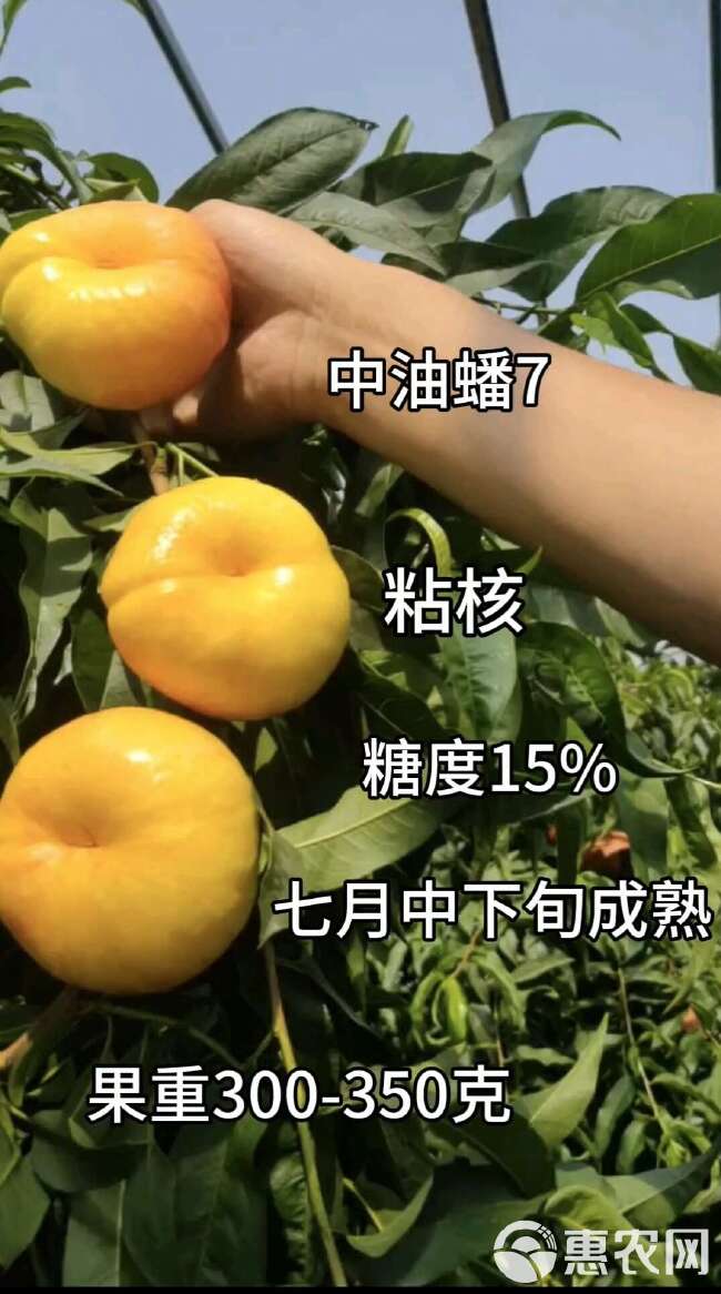 中油蟠7～7月中旬成熟