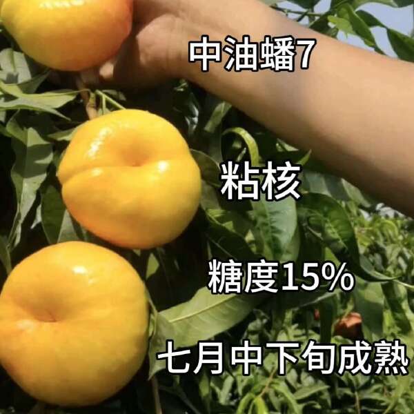 中油蟠7～7月中旬成熟