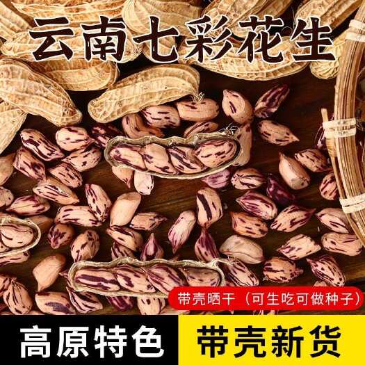 昆明云南七彩花生五彩花生水果花生带壳晒干