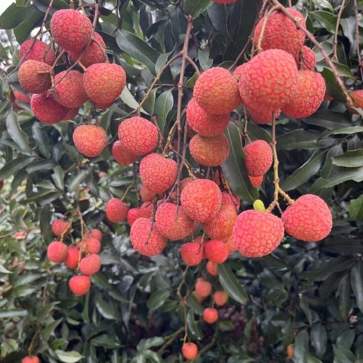  荔枝