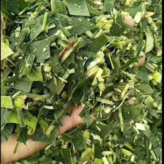  青储草