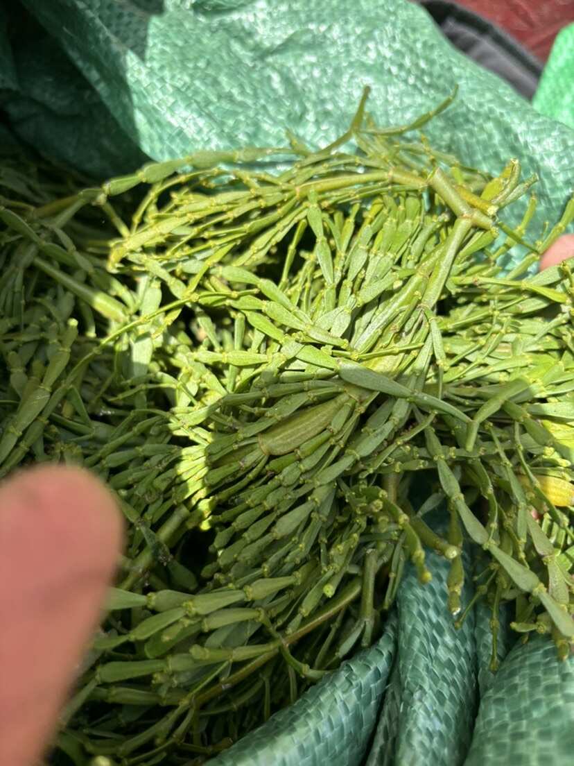 螃蟹脚药材