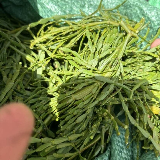 玉龙县螃蟹脚药材