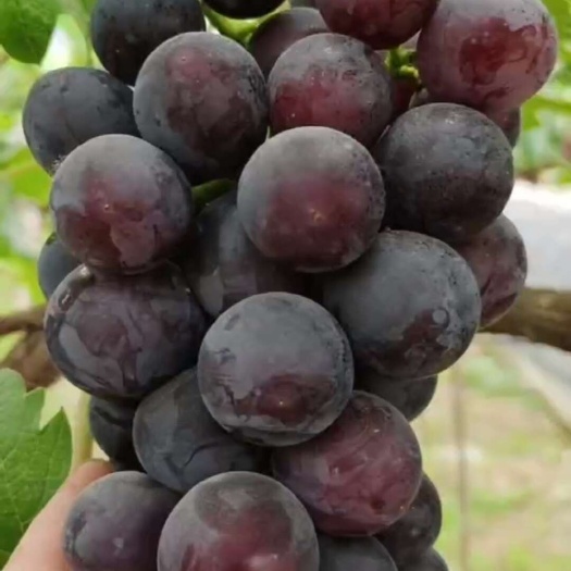 威县大棚，乒乓球，葡萄巨圣一号，蜜光，巨峰葡萄