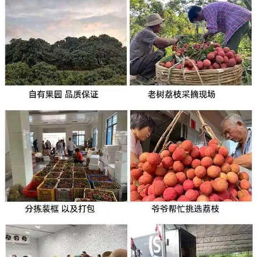 高州市白糖罂