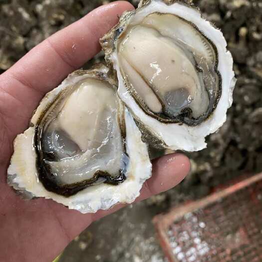 饶平县珍珠蚝  生蚝批发全壳新鲜牡蛎烧烤海蛎子原产地广东潮州发货