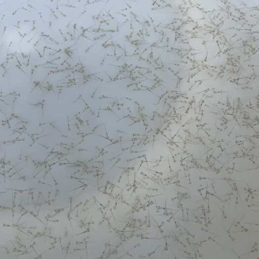 清远麦鲮鱼苗 麦鲮水花苗 鳜鱼饵料鱼水花 喂桂鱼小鱼仔 大量批发