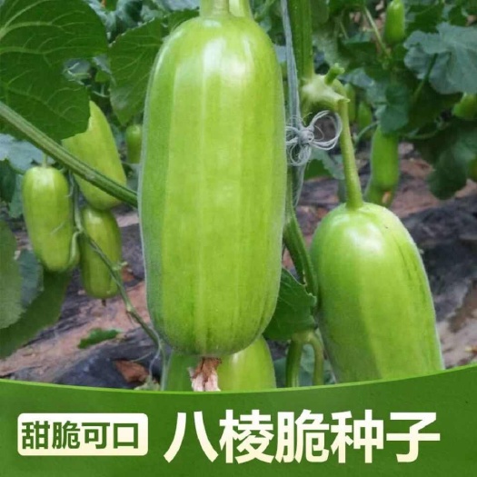香酥八棱脆瓜种子香瓜甜瓜春季蔬菜水果种子水瓜农家老品种蔬菜籽