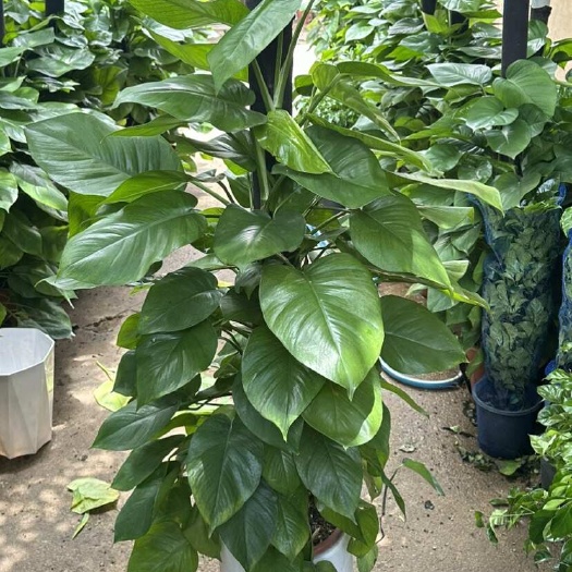 昆明大型绿植绿箩柱盆栽含高110+