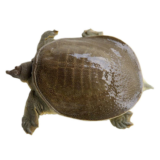 成都汉寿甲鱼