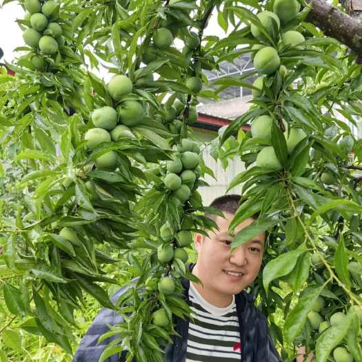 巴中蜂糖李优系