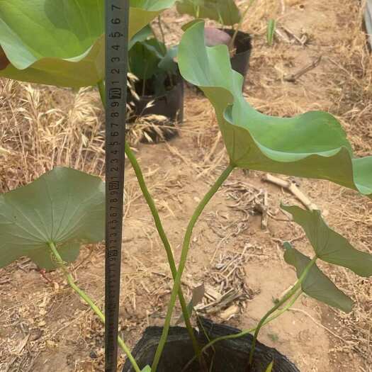 安新县精品盆栽荷花大量供应重瓣 复瓣水生植物绿化工程