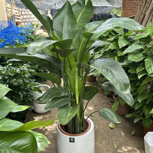昆明大型绿植天堂鸟盆栽含盆高1.5m以上 场地清货