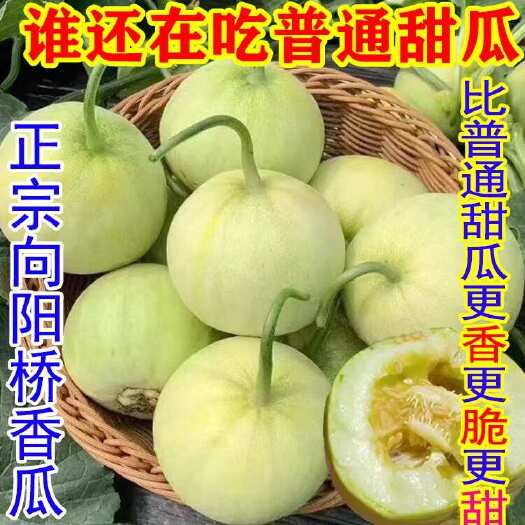 耒阳市湖南向阳桥香瓜甜宝甜瓜水果可一件代发