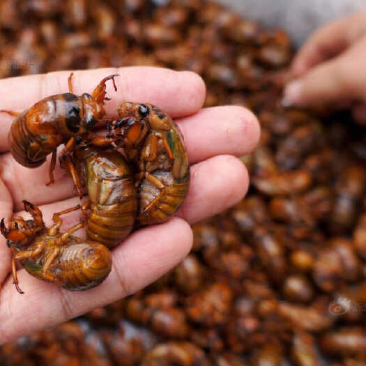 临沭县金蝉
