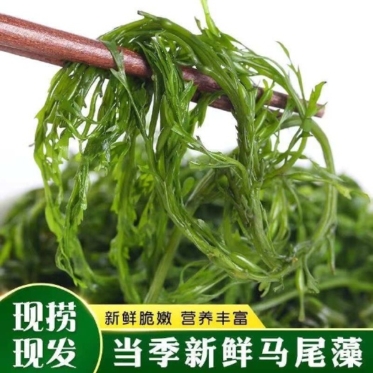 马尾藻，长寿菜，火锅或者鸭货的不二选择，今年的新菜，新鲜脆嫩