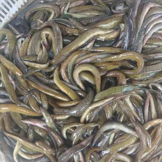 鄱阳县刀鳅刺泥鳅大条风干鱼