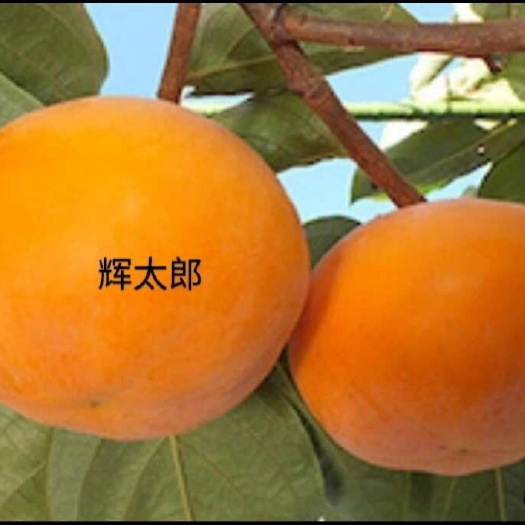 周口灰太狼甜柿子苗