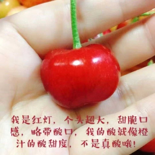 栖霞市山东红灯大樱桃烟台车厘子新鲜水果当季现摘现发国产樱桃