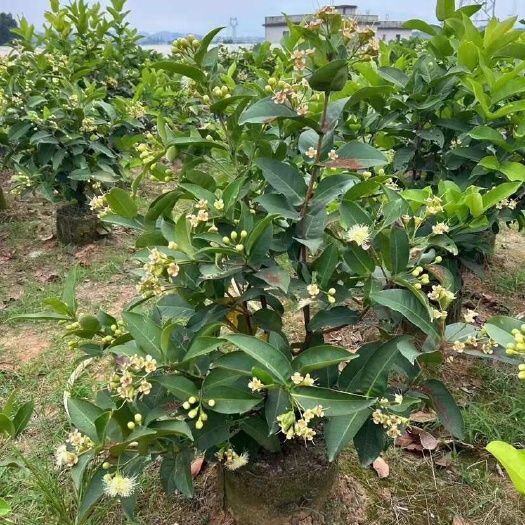 漳州香水连雾