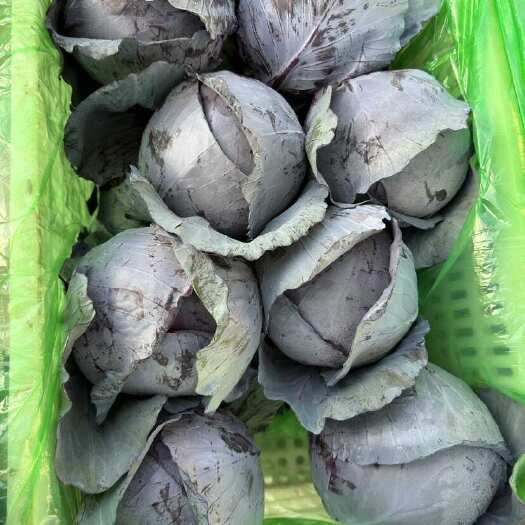 邯郸精品紫甘蓝  支持电商 物流