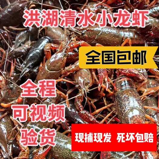 洪湖市中红