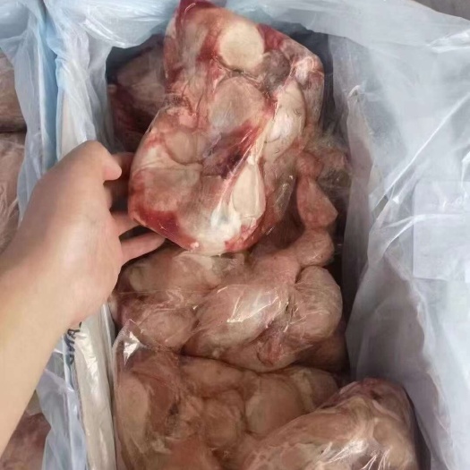 济南新西兰羊宝