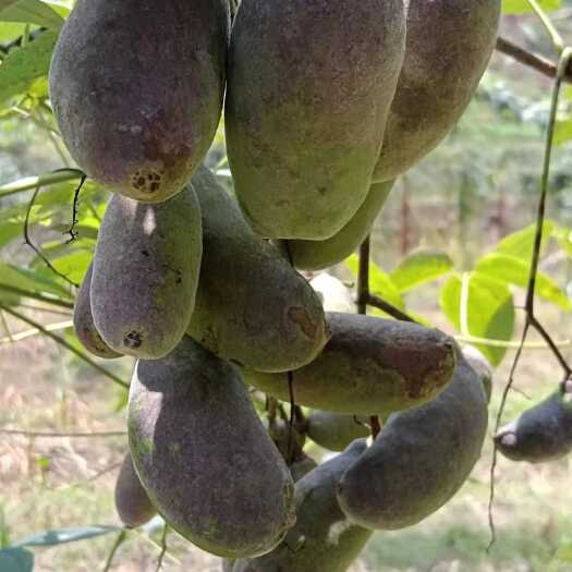 毕节贵州毕节八月瓜