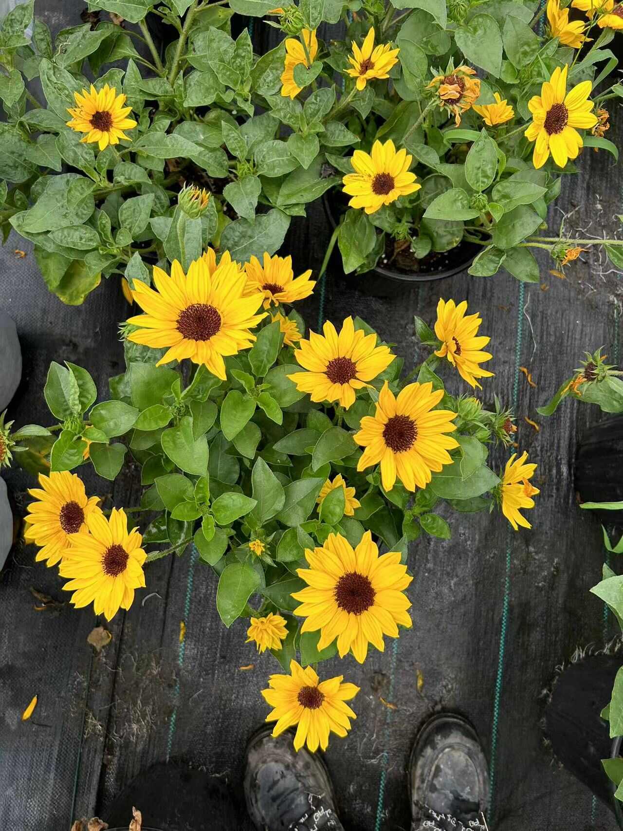 向日葵（光辉岁月）