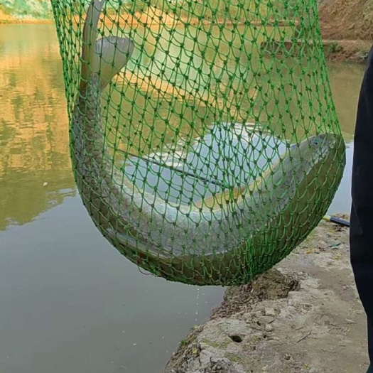 水库草鱼