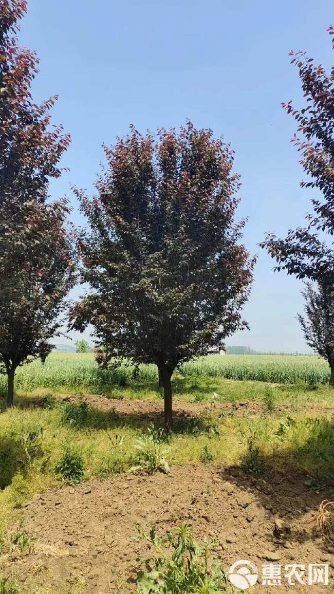 紫叶李—苗圃清地处理