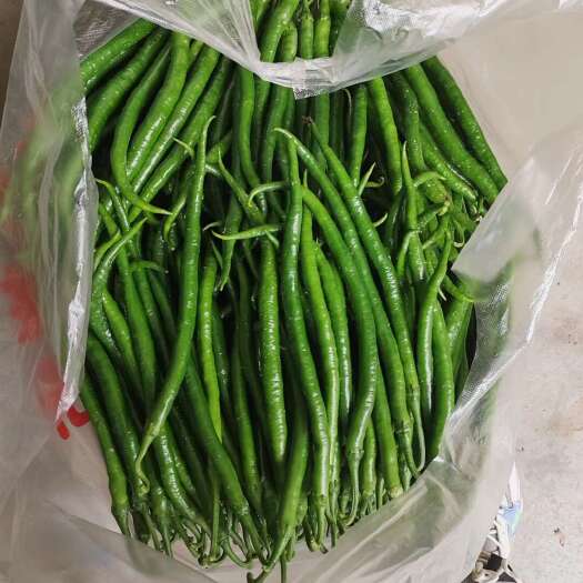 临颍县线椒全国发货精品线椒