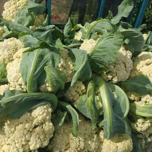泰安精品菜花，大量上市，需要的老板联系我