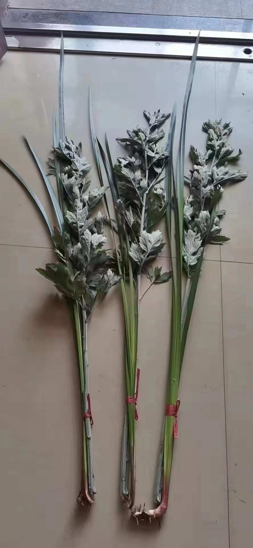 端午节艾草批发