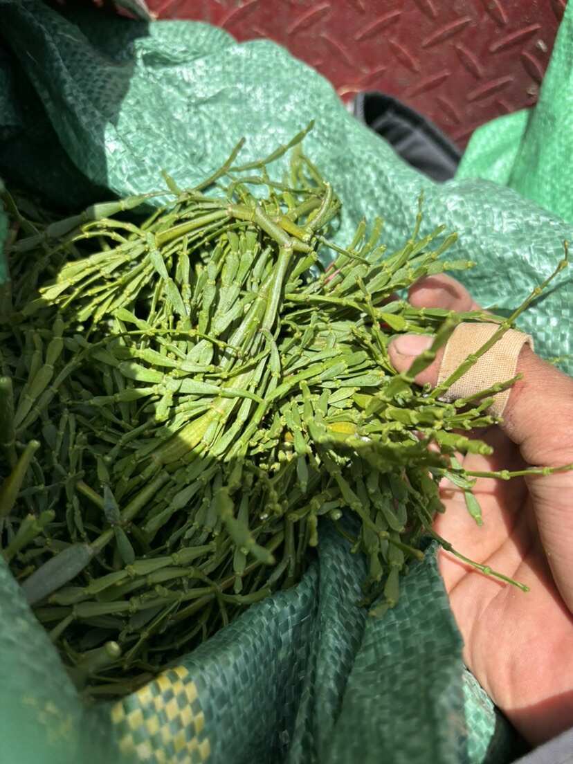 螃蟹脚药材