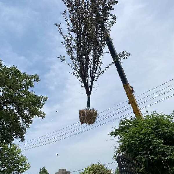 紫叶李—苗圃清地处理