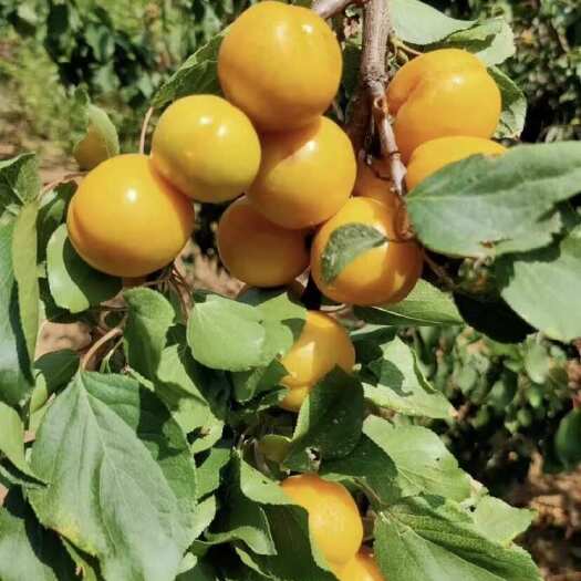  珍珠油杏