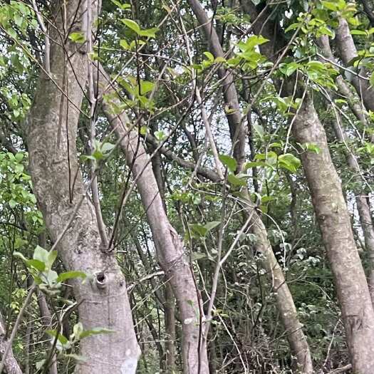 长沙不知道是什么香樟树