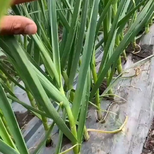 公主岭市东北一点红蒜苗