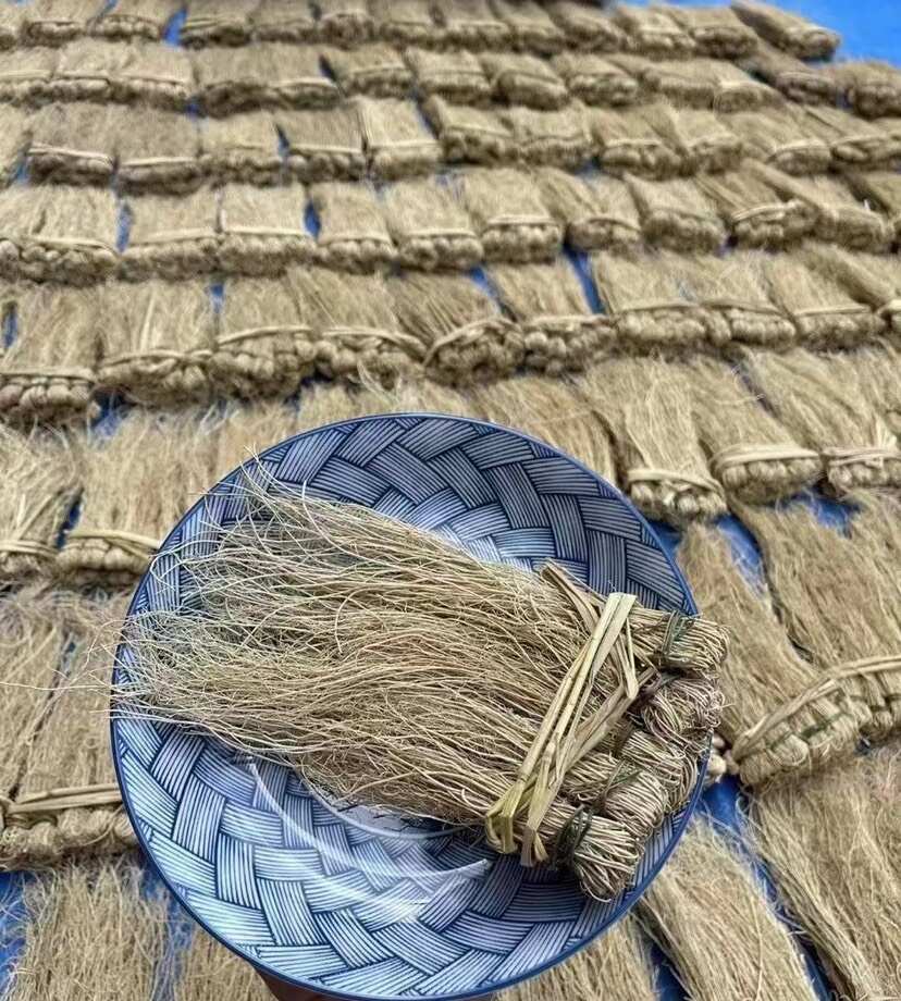 养肝草 展会 地摊 电商 养肝草 龙须根 粤北养肝草
