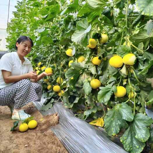 泾阳县大黄冰糖脆甜瓜，
