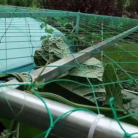 廉江市百香果网爬藤网拉网大棚种植网搭架瓜果花爬藤网牵牛花果园网园艺