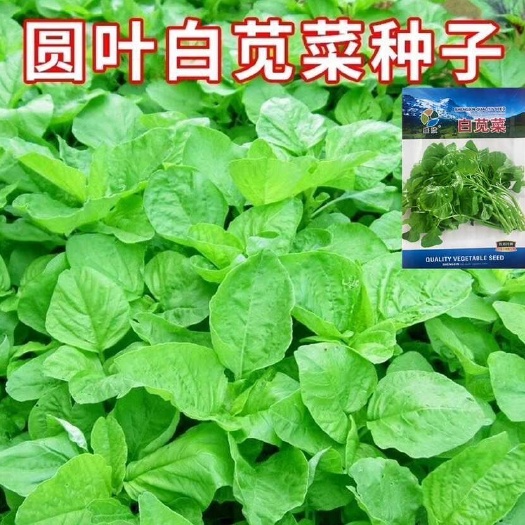 青苋菜种子