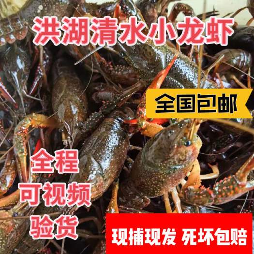 洪湖市洪湖优质小龙虾  产地直发  保证品质